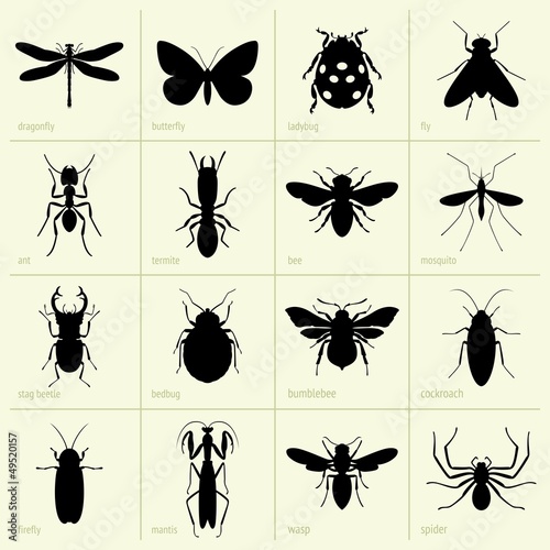 Insects © barbulat