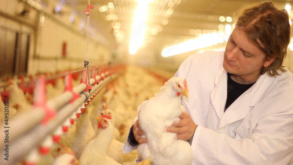 Vet on chicken farm Vet on chicken farm