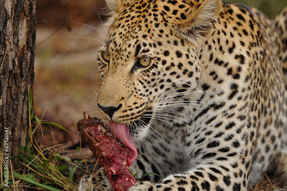 Naklejka premium Repas de léopard