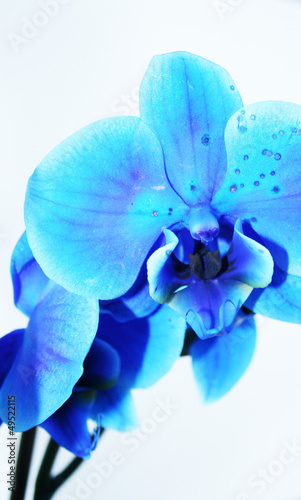 flowers blue orchid