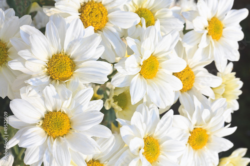 Group of Chamomile flower heads