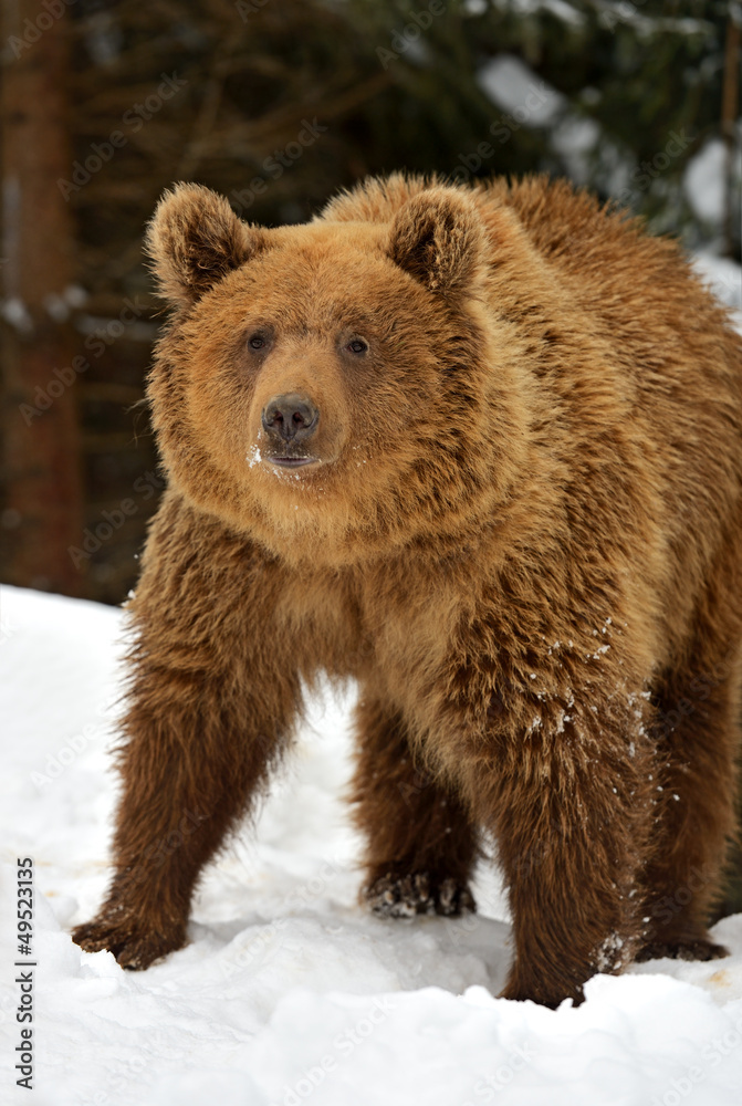 Obraz premium Brown bear