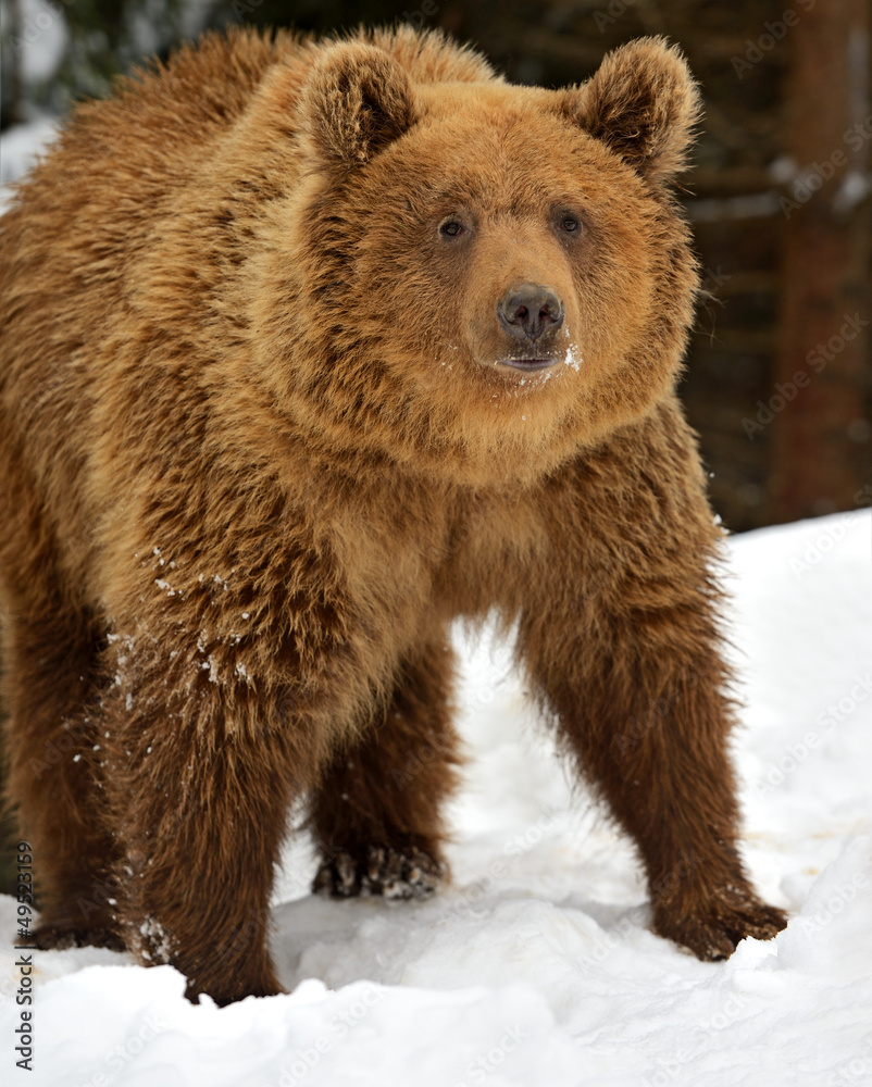 Fototapeta premium Brown bear