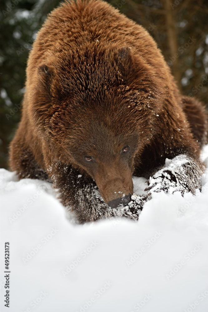 Obraz premium Brown bear