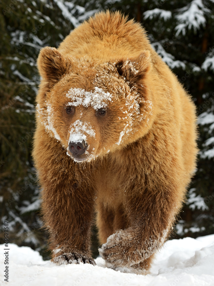 Obraz premium Brown bear