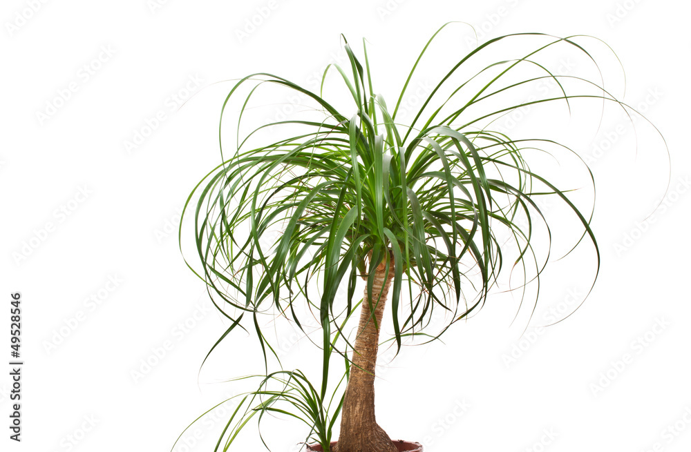 Fototapeta premium Beaucarnea