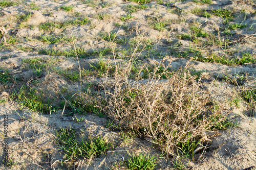 dry bush tumbleweed in nature