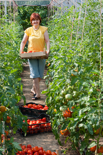 Woman picking  tomatoes in greenhouse © Dusan Kostic