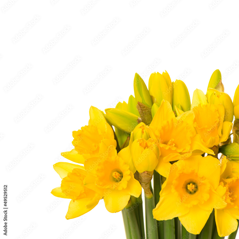 closeup of fresh spring narcissus flowers