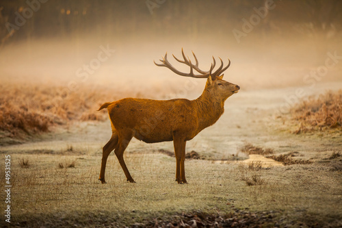 Red deer © arturas kerdokas