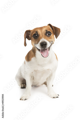 Cute dog looking at the camera with a smile