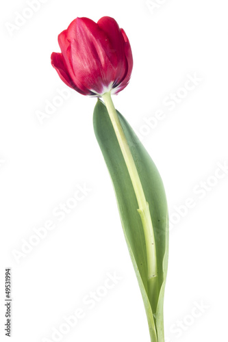 Red Tulip © somchaij
