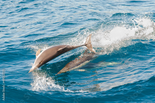 dolphins jumping