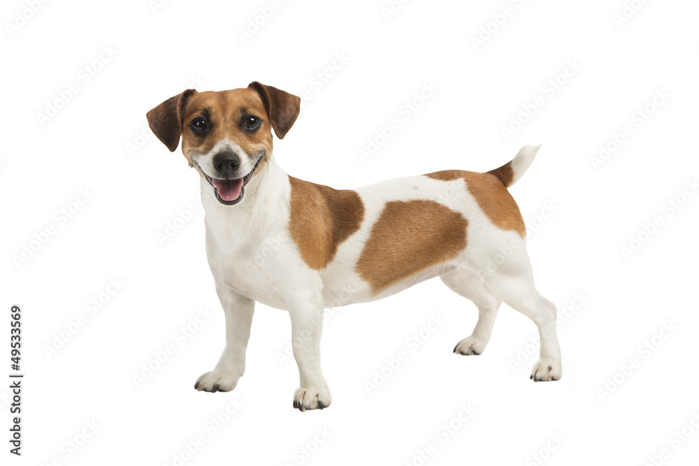 Dog Jack Russel terrier is looking to the camera and smiling