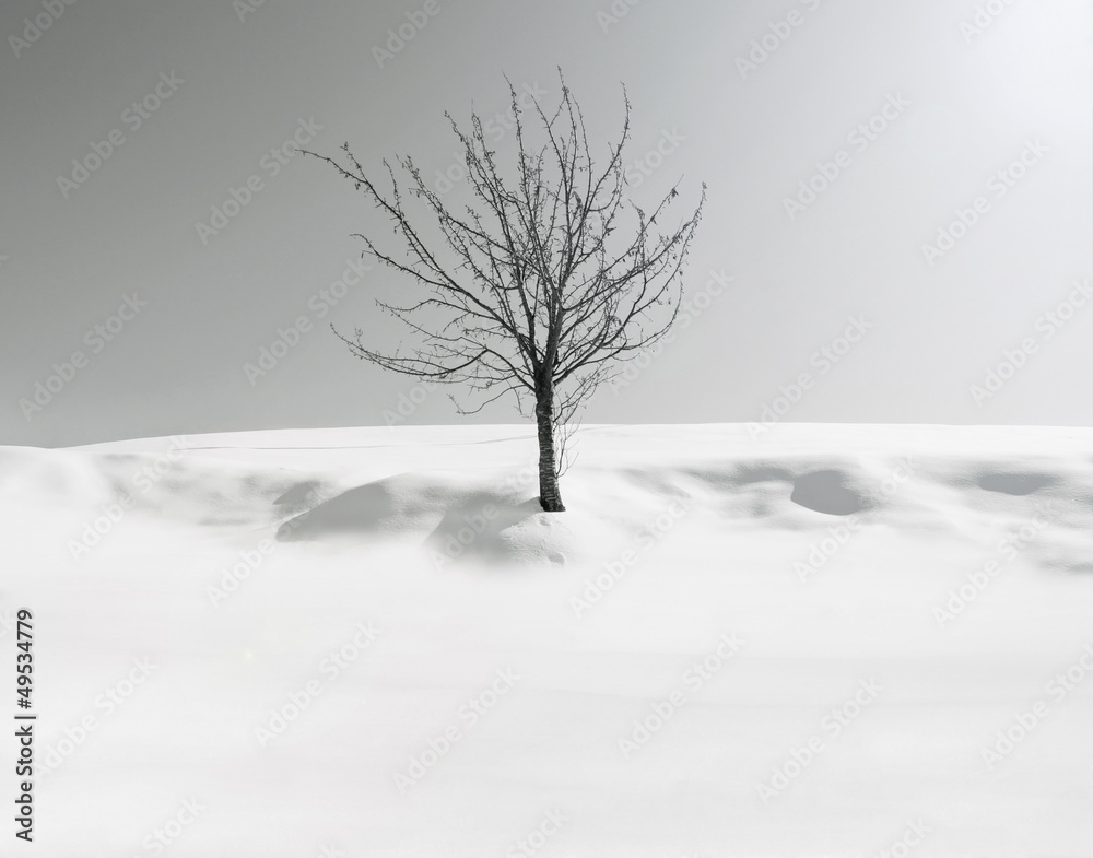 Fototapeta premium Melancholy tree