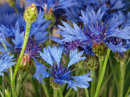 blue cornflowers on  green meadow