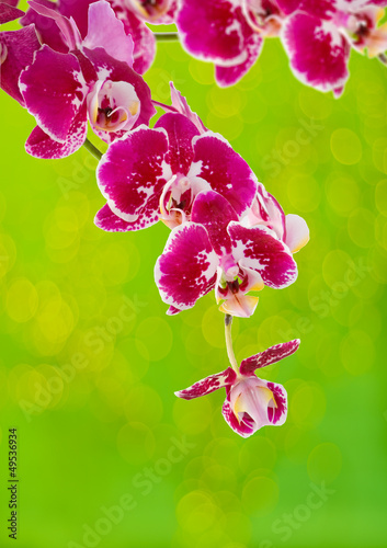 violet orchid branch photo