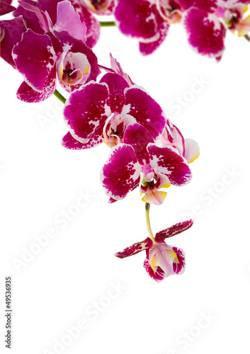 violet orchid branch on white background photo