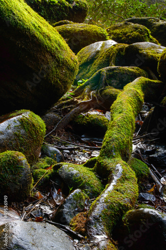 Stones with moss against wood in forest.