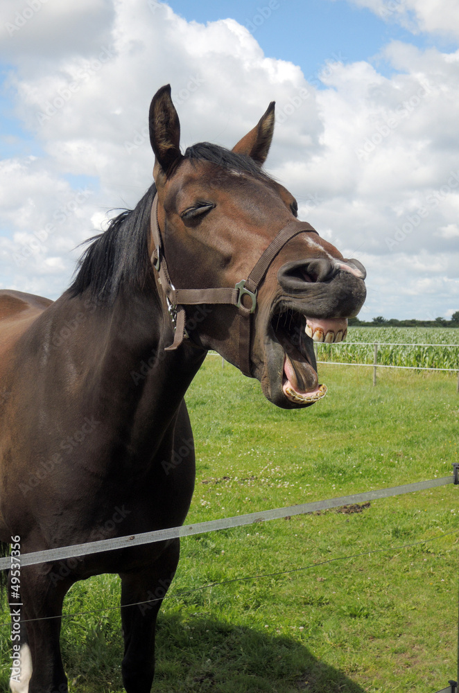 Foto Lachendes Pferd auf der Weide