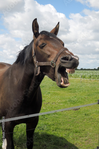 Lachendes Pferd auf der Weide