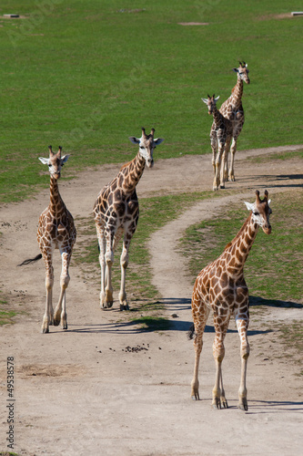 Photography Four giraffes