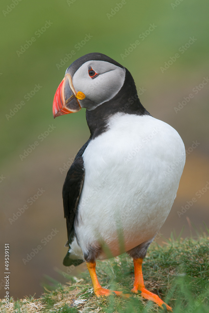Naklejka premium Puffin