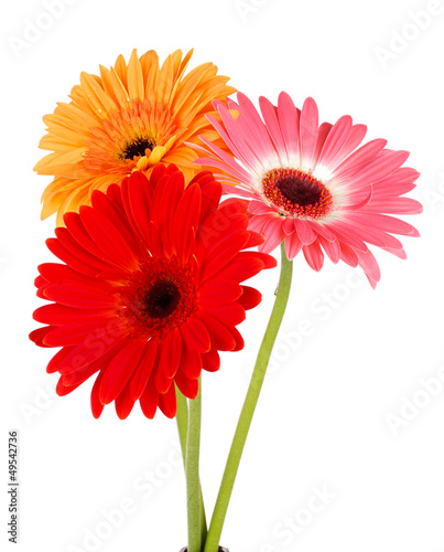 Beautiful Gerber flowers is...