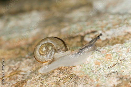 Snail on wood, macro photo