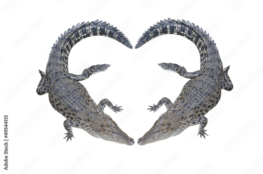 218 Crocodile Heart Stock Photos - Free & Royalty-Free Stock Photos from  Dreamstime