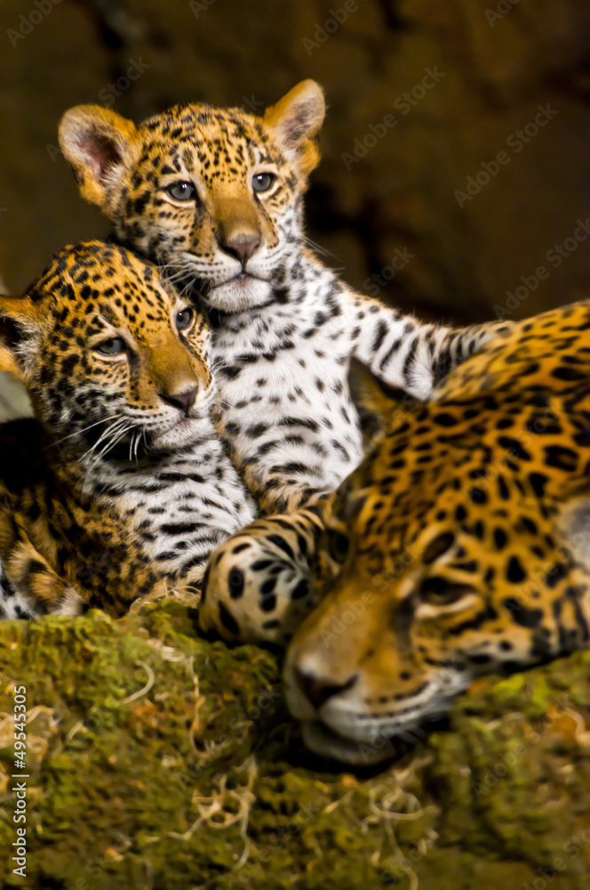 Obraz premium Jaguar Cubs