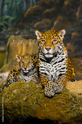 Jaguar Cubs #49545300