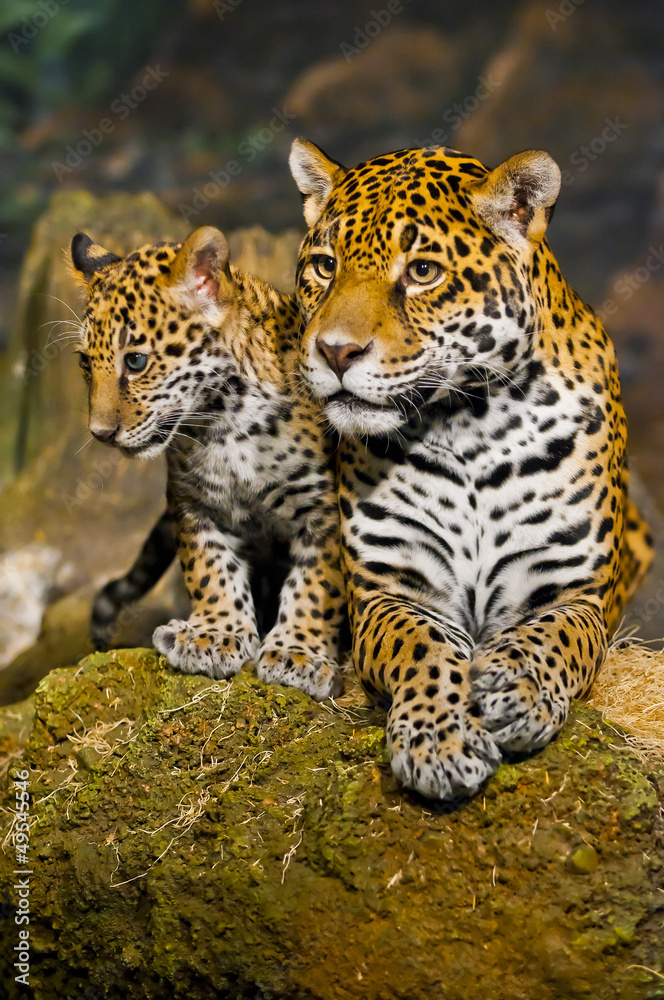 Fototapeta premium Jaguar Cubs