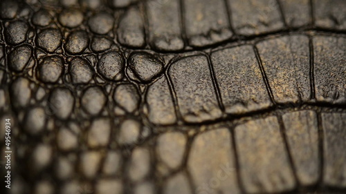 Crocodile skin, macro. Dolly shot