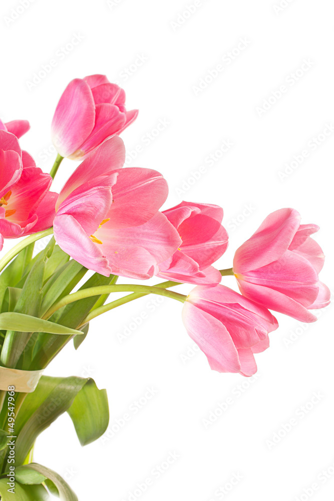 close-up pink tulips isolated on white close-up pink tulips isolated on white