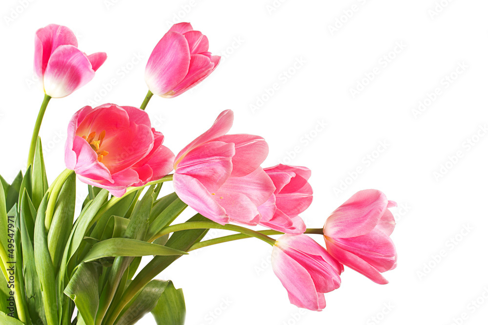 Fototapeta premium close-up pink tulips isolated on white