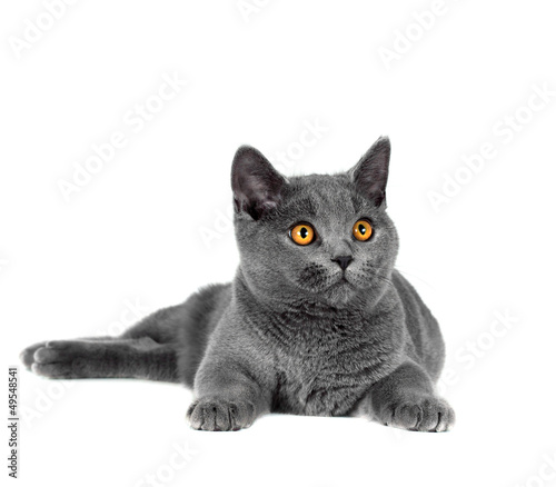 British cat
