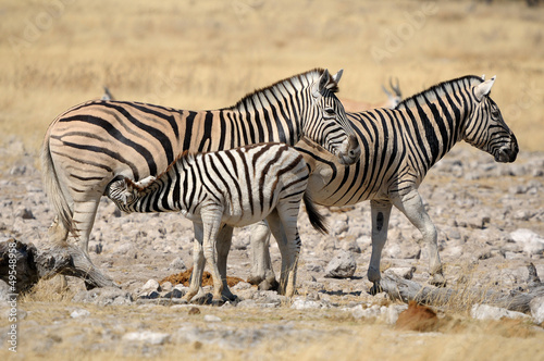 Zebra foal suckling  Etosha  Namibia