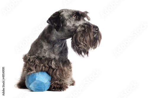 dog with a toy ball