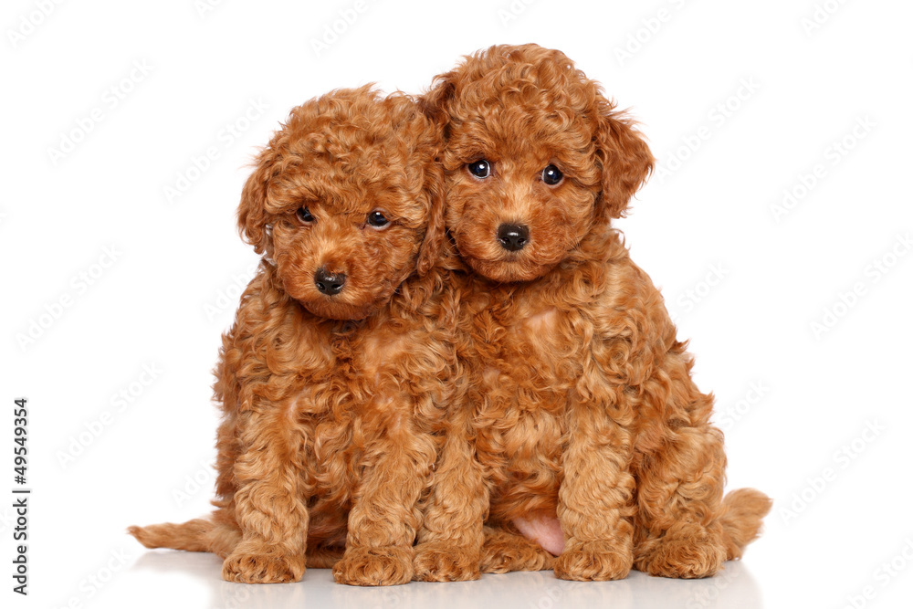 Fototapeta Poodle puppies