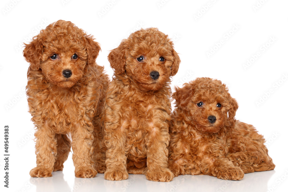Group of toy poodle puppies Group of toy poodle puppies