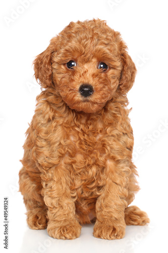 Poodle puppy portrait