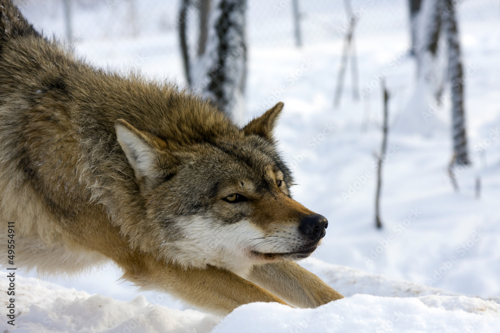 European gray wolf (Canis lupus) in winter