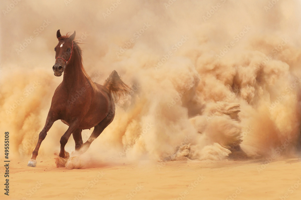 Arabian horse running out of the Desert Storm - obrazy, fototapety, plakaty 