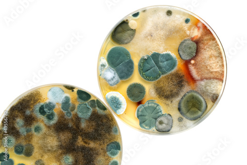 Petri dishes with mold isolated on white surface.