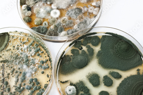 Petri dishes with mold on white surface photo