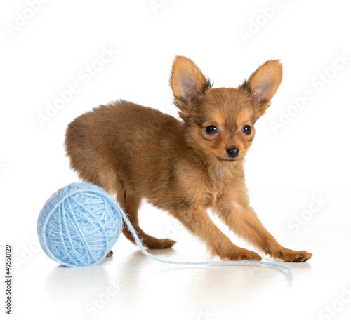 Russian toy terrier puppy playing wool ball