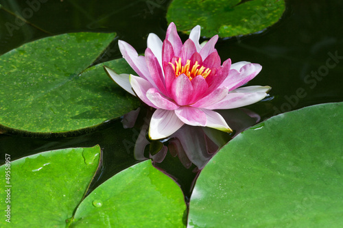 pink water lily with green leaves on water surface