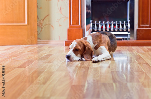 The dog has a rest on wooden to a floor near to a fireplace