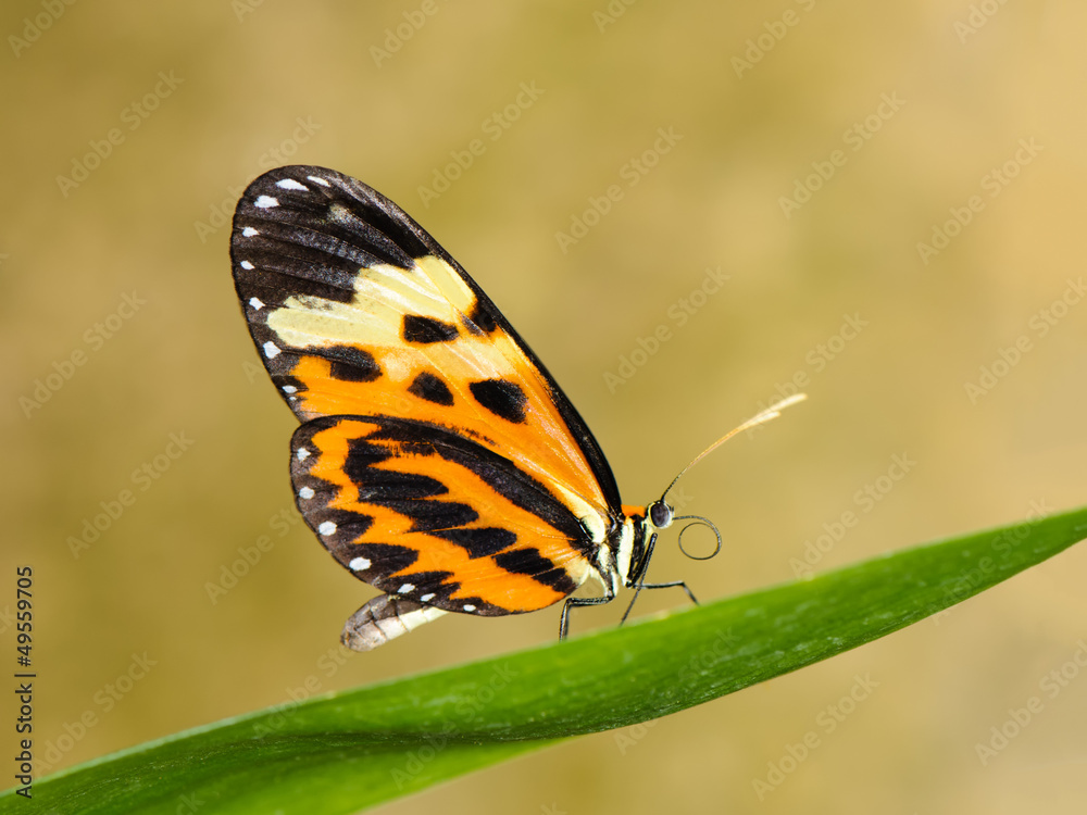 Obraz premium Tropical butterfly on leaf